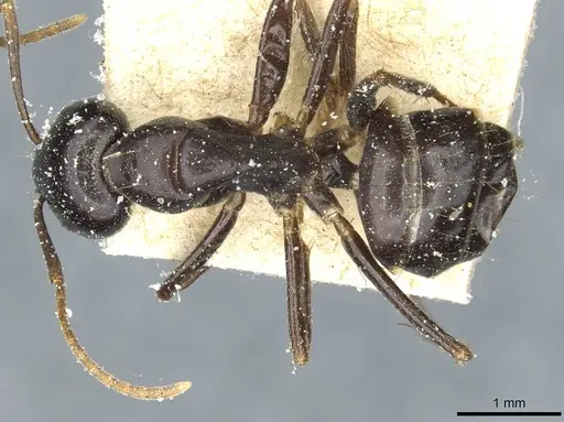 Camponotus natalensis specimen CASENT0912012 image casent0912012_1