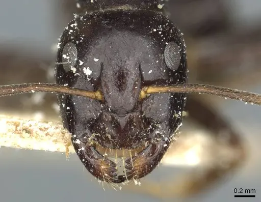 Camponotus natalensis specimen CASENT0912012 image casent0912012_2