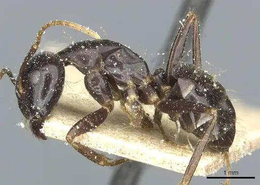 Camponotus natalensis specimen CASENT0912012 image casent0912012_3