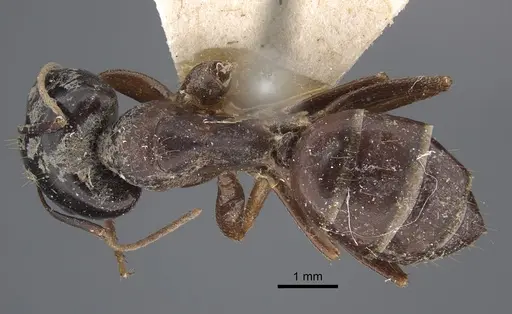 Camponotus natalensis specimen CASENT0917855 image casent0917855_1
