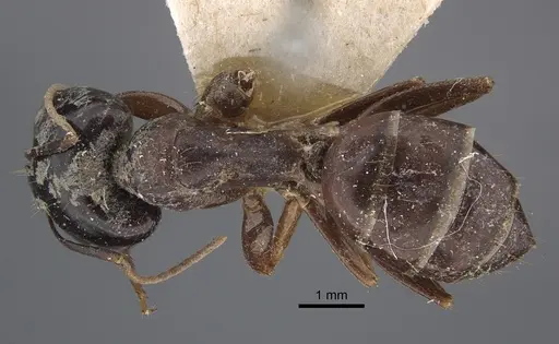 Camponotus natalensis specimen CASENT0917855 image casent0917855_2