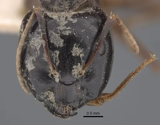 Camponotus natalensis specimen CASENT0917855 image casent0917855_3