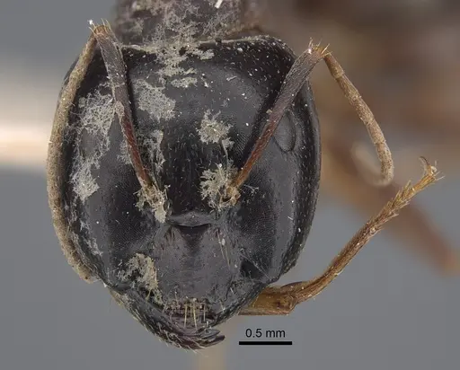 Camponotus natalensis specimen CASENT0917855 image casent0917855_4