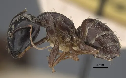 Camponotus natalensis specimen CASENT0917855 image casent0917855_5