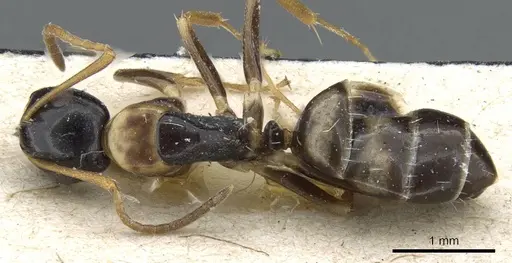 Camponotus nawai specimen CASENT0905457 image casent0905457_1