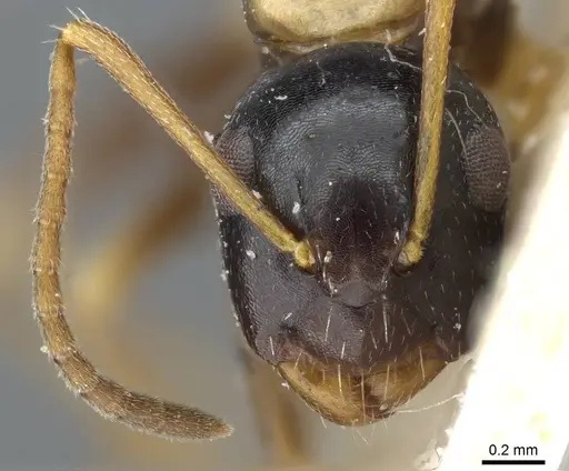 Camponotus nawai specimen CASENT0905457 image casent0905457_2