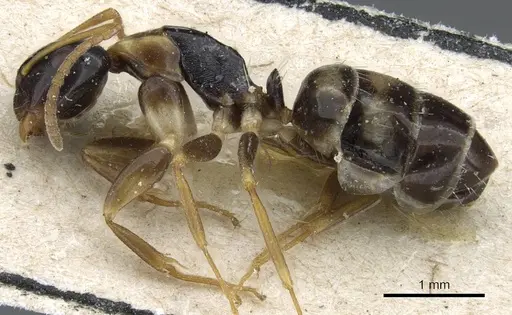 Camponotus nawai specimen CASENT0905457 image casent0905457_3