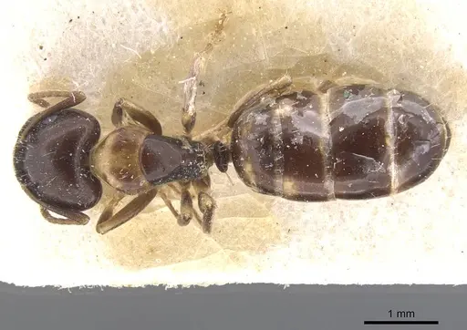 Camponotus nawai specimen CASENT0911662 image casent0911662_1
