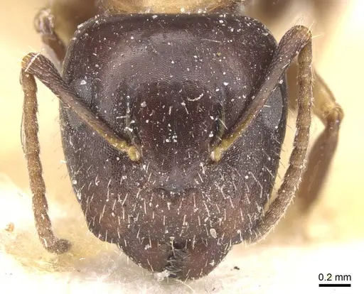 Camponotus nawai specimen CASENT0911662 image casent0911662_2