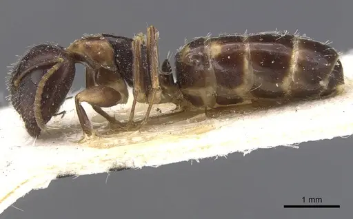 Camponotus nawai specimen CASENT0911662 image casent0911662_3