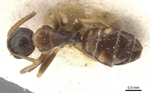 Camponotus nawai specimen CASENT0911663 image casent0911663_1