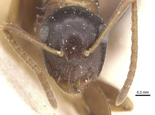 Camponotus nawai specimen CASENT0911663 image casent0911663_2