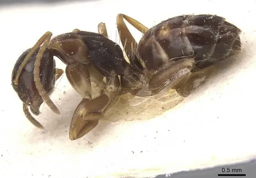 Camponotus nawai specimen CASENT0911663 image casent0911663_3