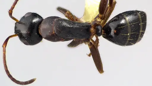Camponotus nearcticus specimen ANTWEB1041641 image antweb1041641_1