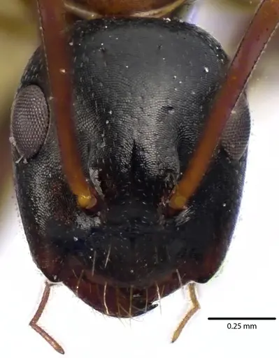Camponotus nearcticus specimen ANTWEB1041641 image antweb1041641_2