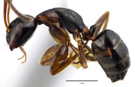 Camponotus nearcticus specimen ANTWEB1041641 image antweb1041641_3