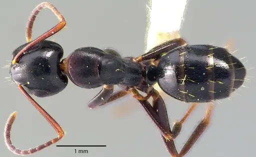 Camponotus nearcticus specimen ANTWEB1041725 image antweb1041725_1