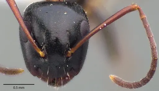Camponotus nearcticus specimen ANTWEB1041725 image antweb1041725_2
