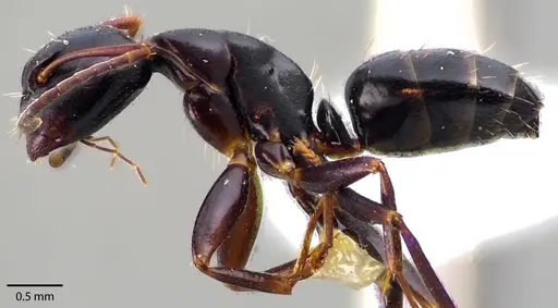 Camponotus nearcticus specimen ANTWEB1041725 image antweb1041725_3