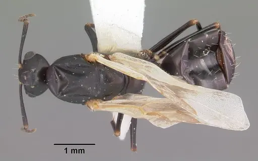 Camponotus nearcticus specimen CASENT0102697 image casent0102697_1
