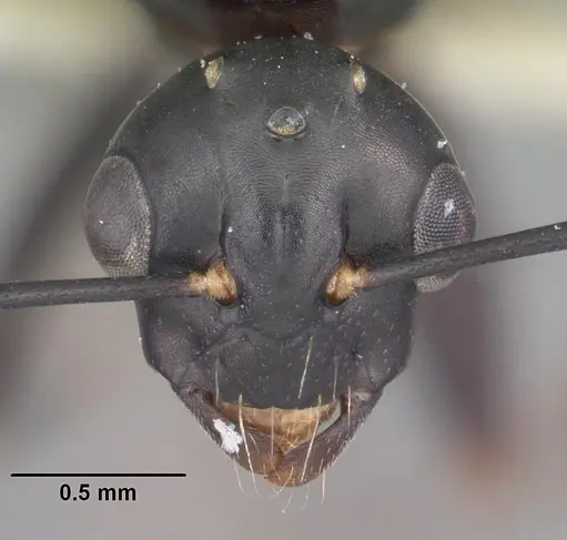 Camponotus nearcticus specimen CASENT0102697 image casent0102697_2