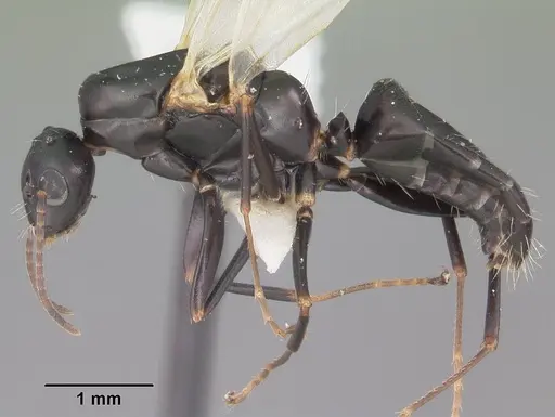 Camponotus nearcticus specimen CASENT0102697 image casent0102697_3