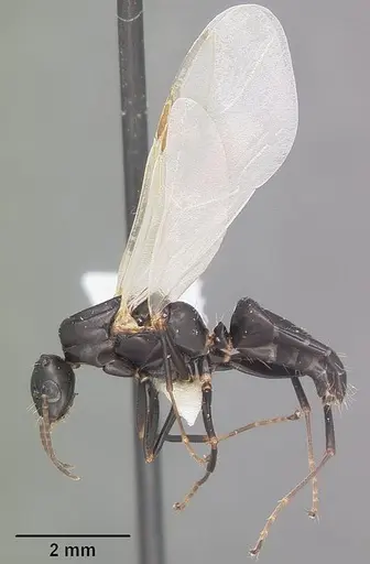 Camponotus nearcticus specimen CASENT0102697 image casent0102697_4