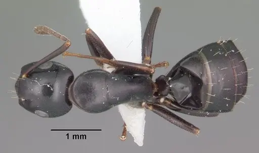 Camponotus nearcticus specimen CASENT0103685 image casent0103685_1