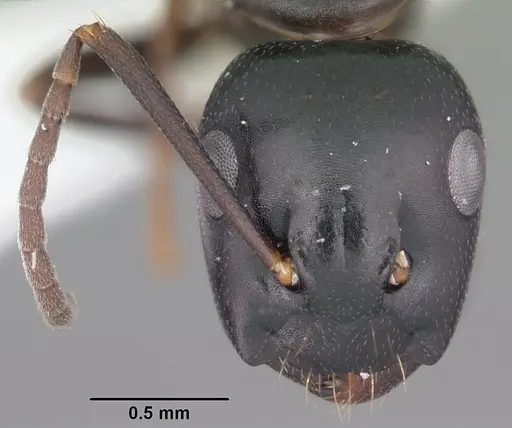 Camponotus nearcticus specimen CASENT0103685 image casent0103685_2