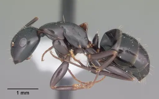 Camponotus nearcticus specimen CASENT0103685 image casent0103685_3