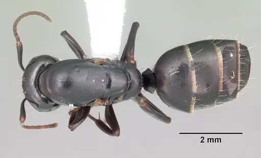 Camponotus nearcticus specimen CASENT0103688 image casent0103688_1
