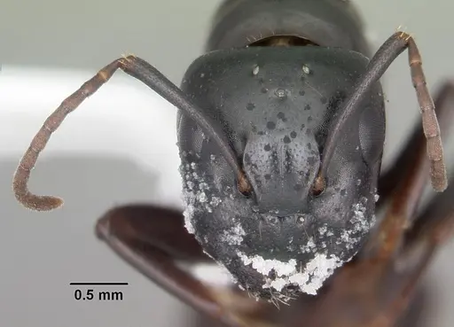 Camponotus nearcticus specimen CASENT0103688 image casent0103688_2