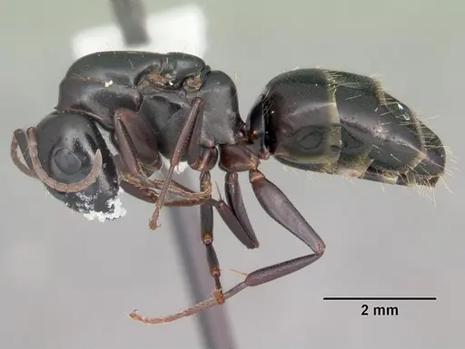 Camponotus nearcticus specimen CASENT0103688 image casent0103688_3