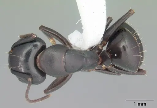 Camponotus nearcticus specimen CASENT0103689 image casent0103689_1