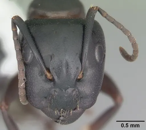 Camponotus nearcticus specimen CASENT0103689 image casent0103689_2