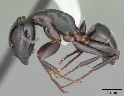 Camponotus nearcticus specimen CASENT0103689 image casent0103689_3