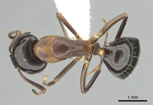 Camponotus nearcticus specimen CASENT0249370 image casent0249370_1