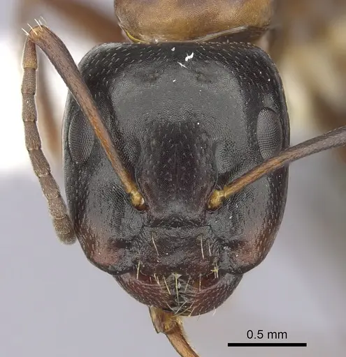 Camponotus nearcticus specimen CASENT0249370 image casent0249370_2