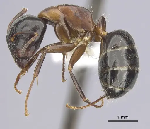 Camponotus nearcticus specimen CASENT0249370 image casent0249370_3
