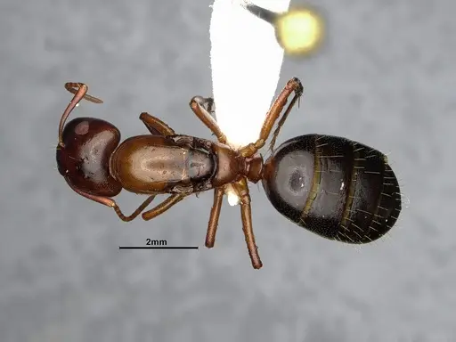 Camponotus nearcticus specimen CASENT0628544 image casent0628544_1