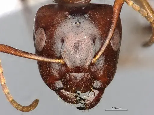 Camponotus nearcticus specimen CASENT0628544 image casent0628544_2
