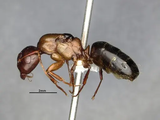 Camponotus nearcticus specimen CASENT0628544 image casent0628544_3