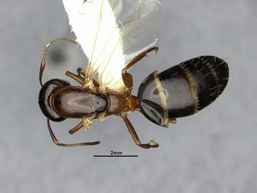 Camponotus nearcticus specimen CASENT0650182 image casent0650182_1
