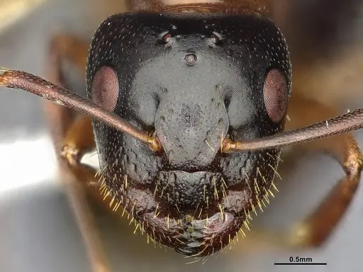Camponotus nearcticus specimen CASENT0650182 image casent0650182_2