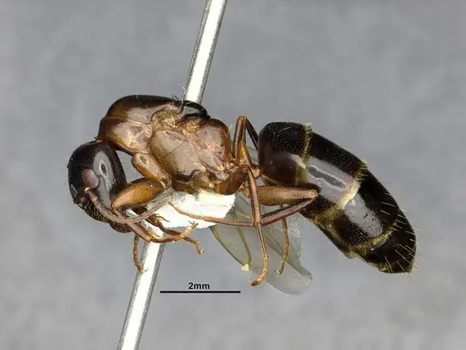 Camponotus nearcticus specimen CASENT0650182 image casent0650182_3