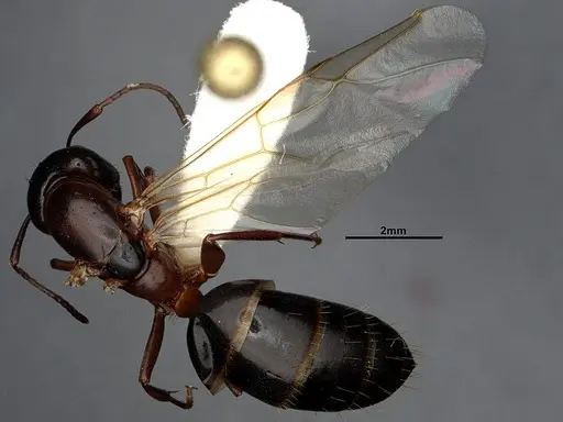 Camponotus nearcticus specimen CASENT0650182 image casent0650182_4