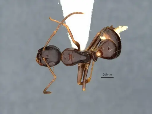 Camponotus nearcticus specimen CASENT0882057 image casent0882057_1