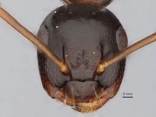 Camponotus nearcticus specimen CASENT0882057 image casent0882057_2