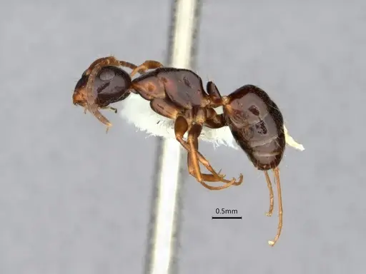 Camponotus nearcticus specimen CASENT0882057 image casent0882057_3