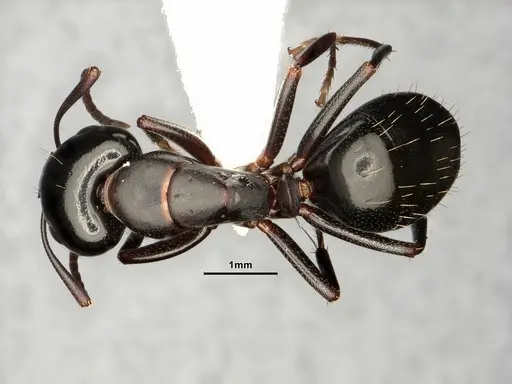 Camponotus nearcticus specimen CASENT0884314 image casent0884314_1